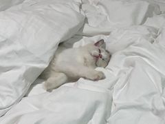 -lincat·猫舍(广州店)