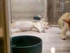 -飞行喵MR PILOT|猫舍·猫咖(静安大融城店)