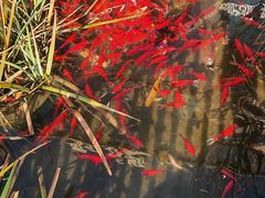 -聚缘堂·海鲜私房菜(松岭路店)