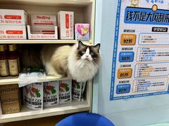 -老吴的猫·猫舍(新区店)