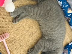 -创凡宠物医院·骨专科  猫科中心(西乡分院)