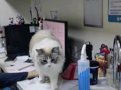 -美联众合动物医院·24h转诊中心