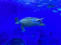 -多彩贵州城极地海洋世界