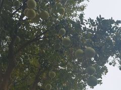 -广州市白云山风景名胜区