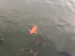 -柳侯公园