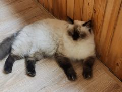 -猫的茶·猫咖