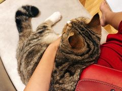 -啵啵喵·猫咖(攀华国际店)