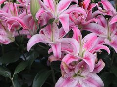 -青石桥花鸟鱼虫市场(叠翠城店)