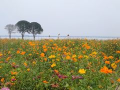 -莲花岛景区