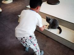 -飞行喵MR PILOT|猫舍·猫咖(静安大融城店)