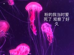 -珠海长隆海洋王国