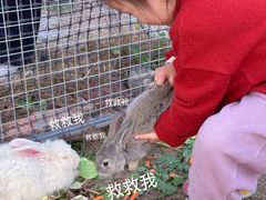 -菊园百果园
