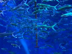 -成都浩海立方海洋公园