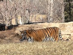 -北京野生动物园