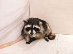 -浣熊柯尔鸭土拨鼠·电玩咖