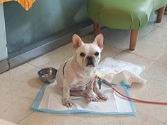 -瑞派申生动物医院·24H夜诊·国际动物医疗中心·骨外科(吴中路店)