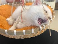 -共舞时光猫咖·狗咖(新街口店)