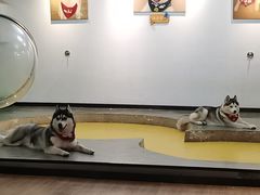 -Husky Go! 哈士奇体验馆·宠物咖啡厅狗咖