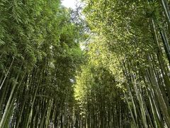 -陈家山荷花公园