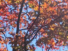 -西湖风景区十里琅珰-五云山