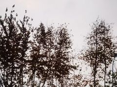 -碧云国际社区·晓园