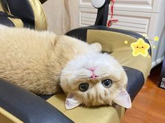 -东方名猫馆·英短金渐层布偶猫舍(环线广场1号楼店)