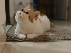 -御宝贝·A梦猫科宠物医院(国际猫友好医院)