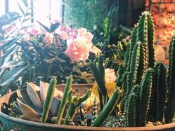 点击看大图 -金棕榈