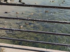 -深圳湾公园(南山区)