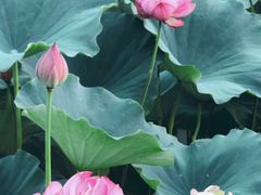 -池杉湖湿地公园