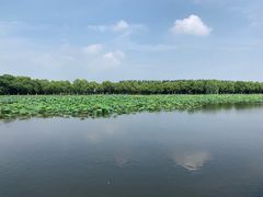 -荷塘月色湿地公园·向阳花洲