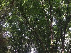 -火炉山森林公园