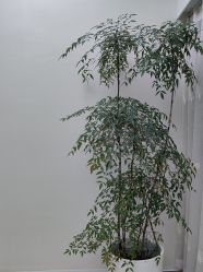 -HEYAN荷妍专业脱毛连锁机构