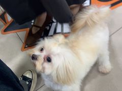 -佳雯宠物医院·皮肤科·内外科(春晓路分院)