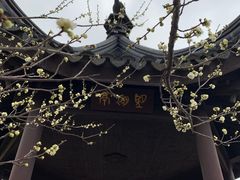 -香雪海