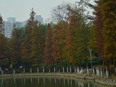 -金花茶公园