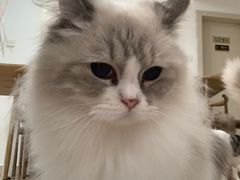 -有喵·猫咖·狗咖·30几只猫10只小狗(岗厦店)