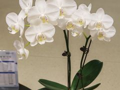 -漫咖啡 (CCPAPK创意港店)