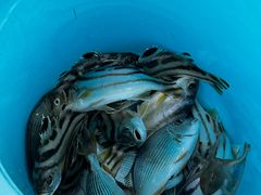 -鑫艋游艇海钓俱乐部