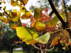 -上海共青森林公园