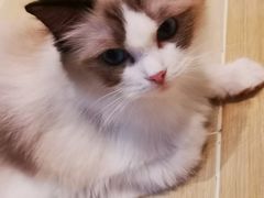 -momokira米努特·德文卷毛猫·棉花面纱犬