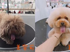 美容图-BABYDOG宝贝狗宠物乐园(欧洲城店)