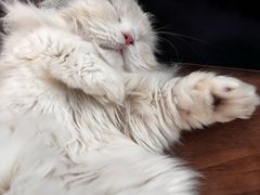 -momokira米努特·德文卷毛猫·棉花面纱犬