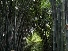 -望江楼公园