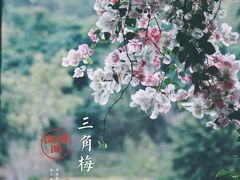 -深圳国际园林花卉博览园