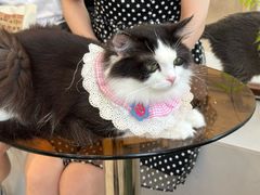 -共舞时光猫咖·狗咖(新街口店)