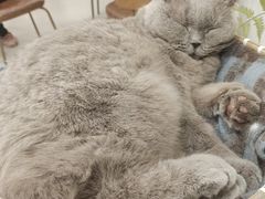 -共舞时光猫咖·狗咖(新街口店)