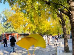 -三里屯东五街银杏大道