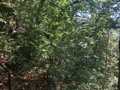 -北京上方山国家森林公园