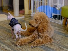 -喵匠猫主题咖啡(凯德和平广场店)